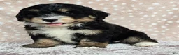 Mini Bernedoodle dogs for sale: Mini Willow - Ad 17