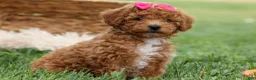Miniature Poodle dogs for sale: Zuzu - Ad 17