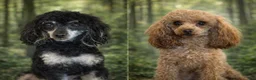 Toy Poodle dogs for sale: AKC Coal - Ad 5