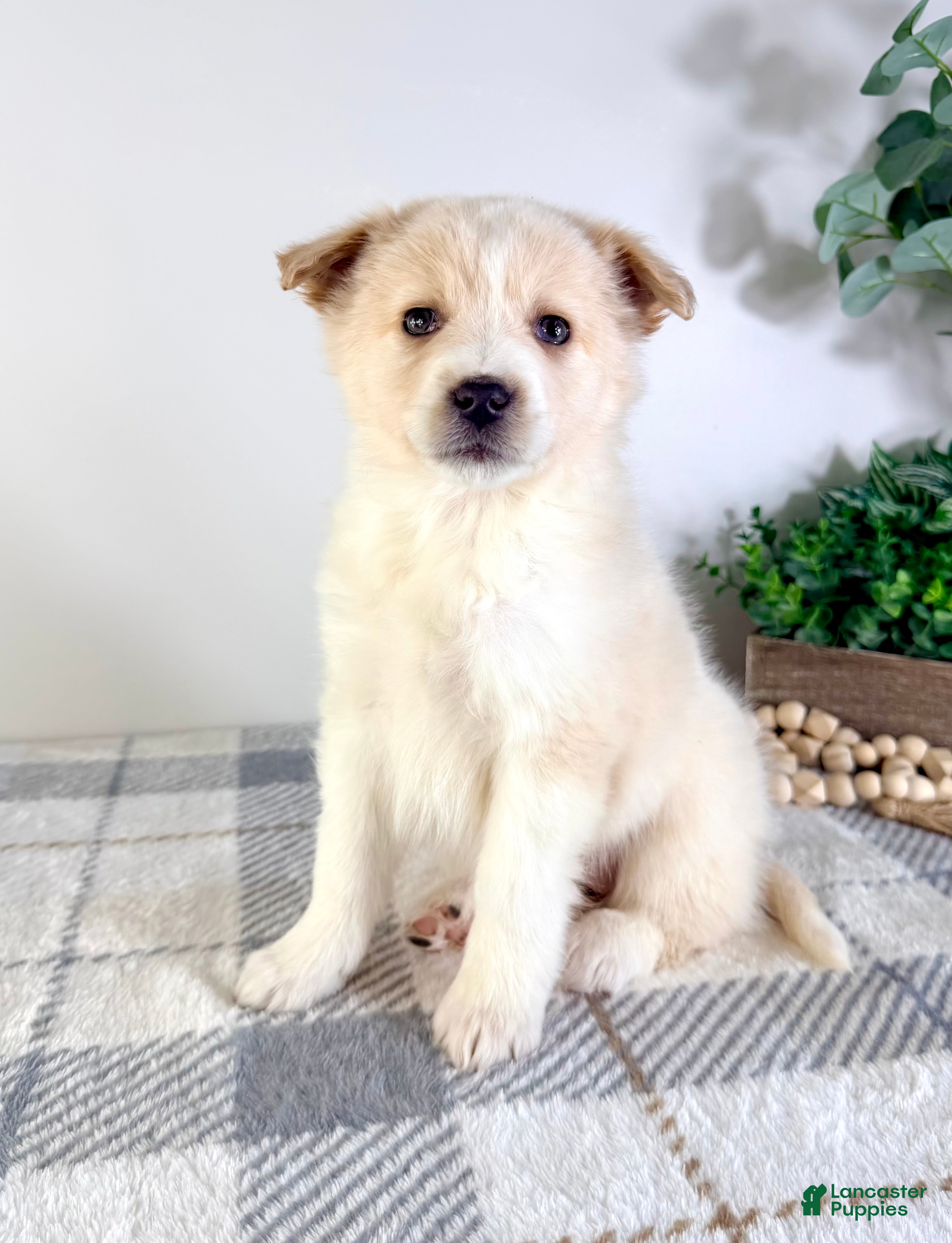 Mixed Breed dogs Honey - Ad 25