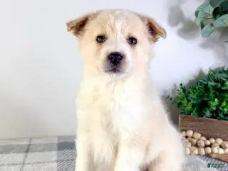 Mixed Breed dogs Honey - Ad 25