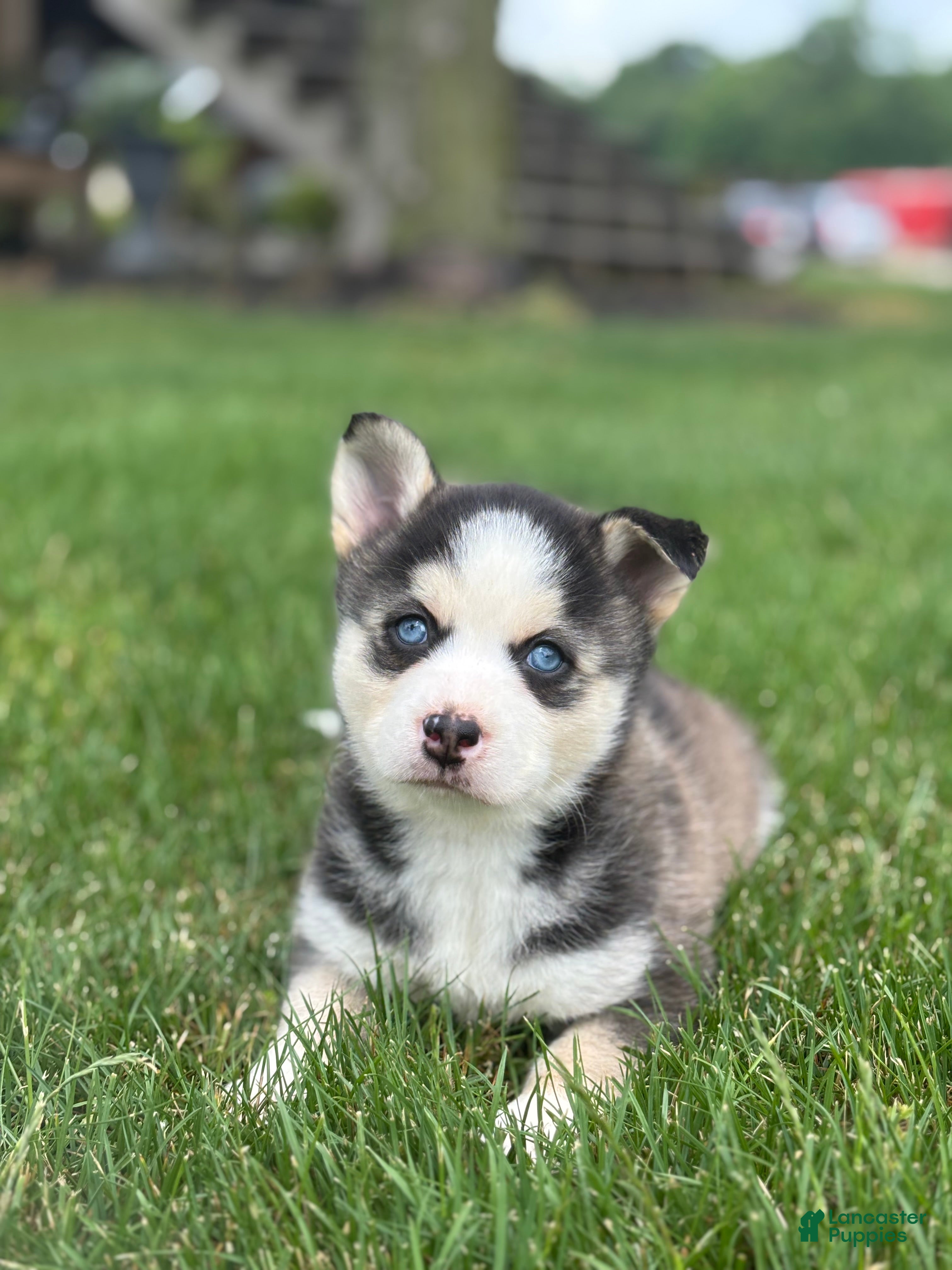Pomsky dogs Sage - Ad 2