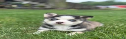 Pomsky dogs for sale: Sage - Ad 2
