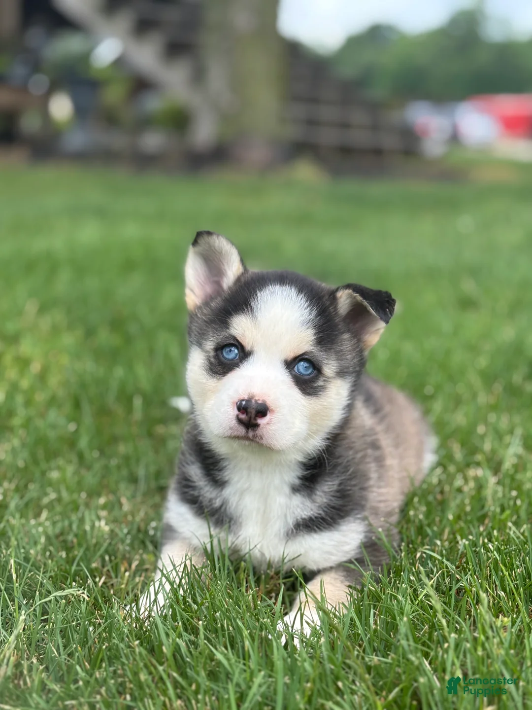 Pomsky dogs for sale: Sage - Ad 2