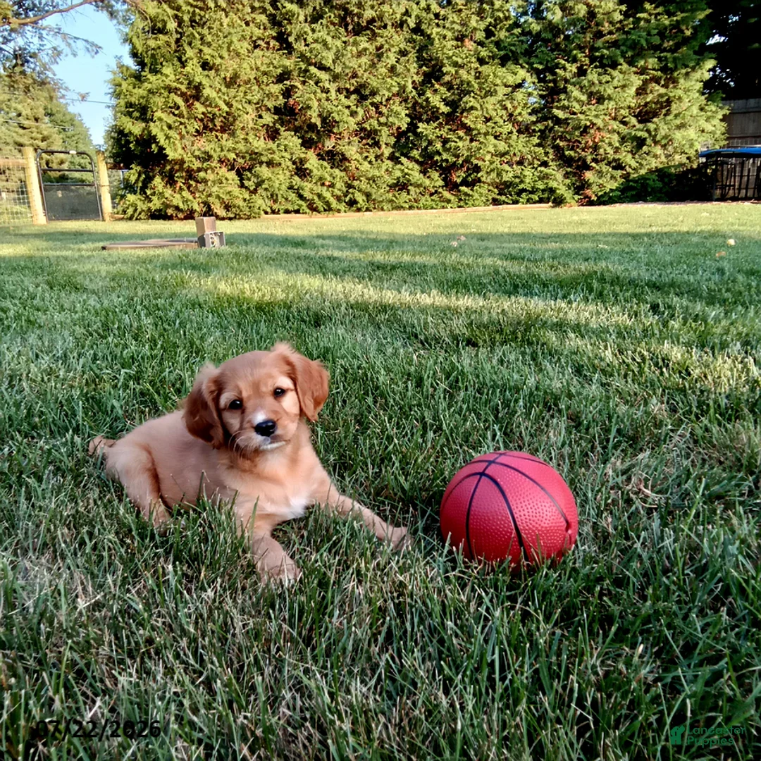 Miniature Golden Retriever dogs for sale: Emma - Ad 1