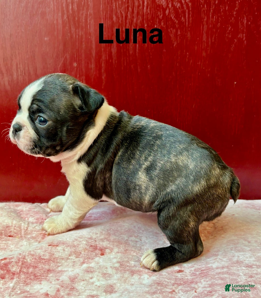 Boston Terrier dogs for sale: Boston Terrier Puppy 4 - Ad 2