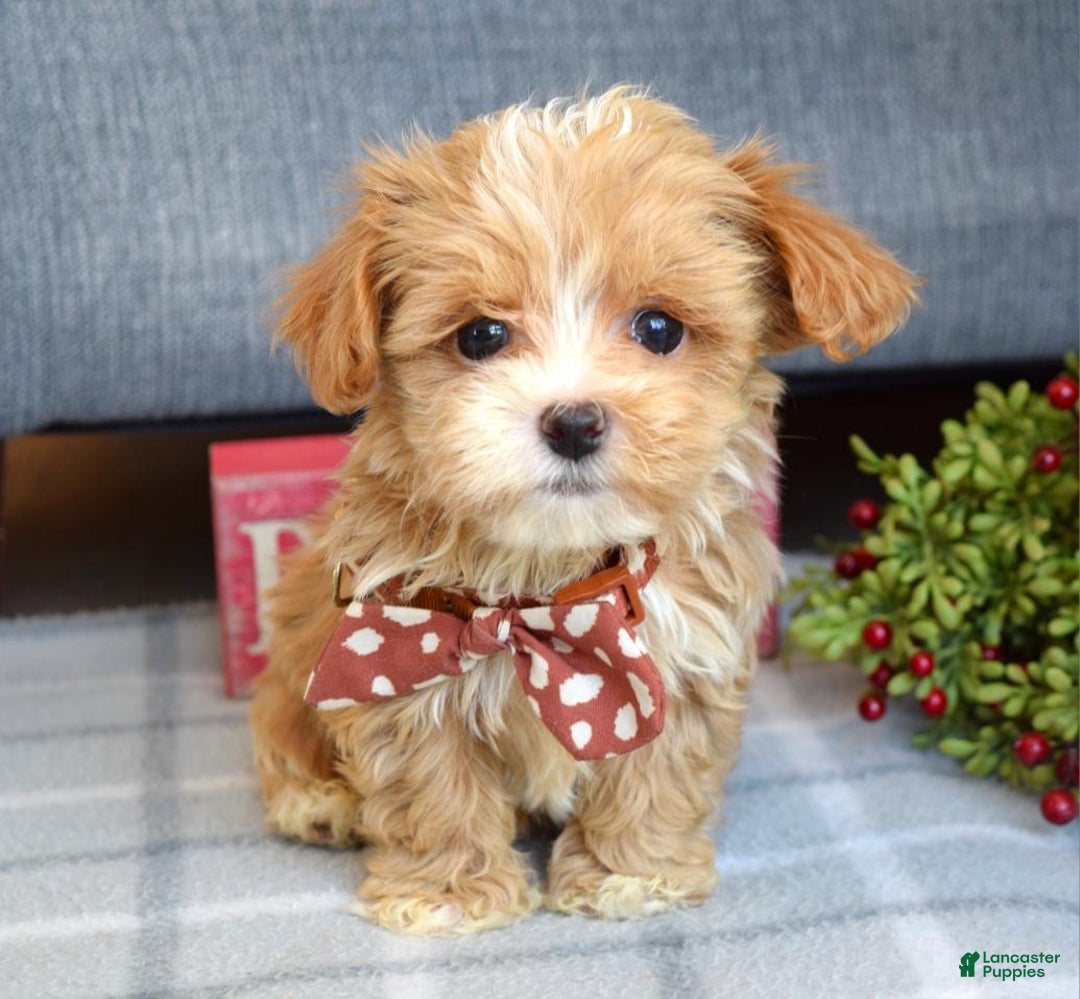 Maltipoo dogs for sale: Finn - Ad 7