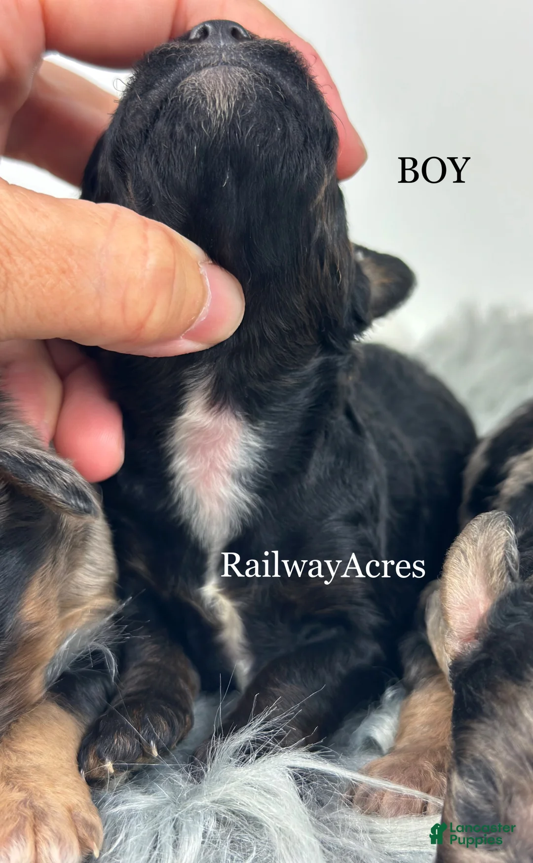 Mini Goldendoodle dogs for sale: Mini Goldendoodle 3 - Ad 2