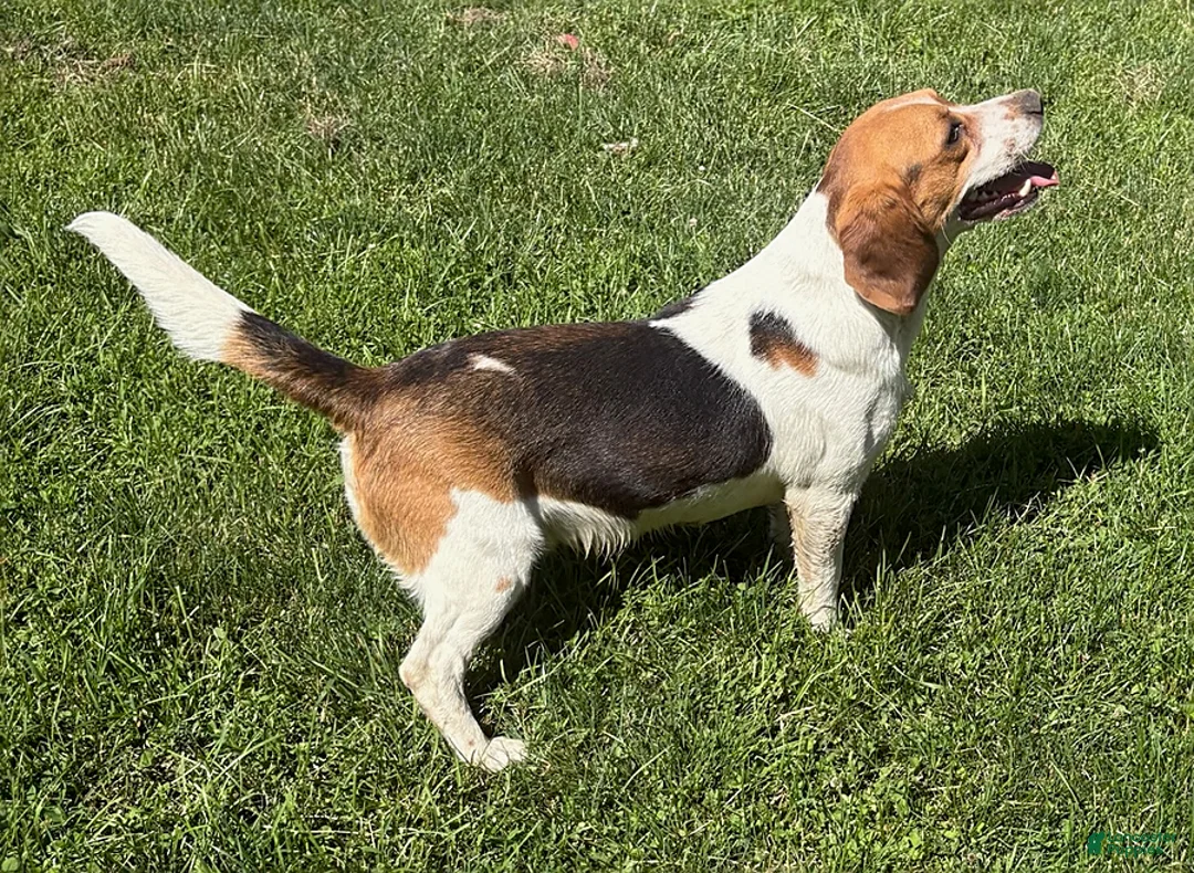 Beagle dogs for sale: Ranger - Ad 1