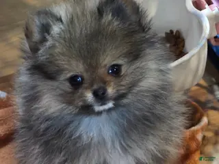 Pomeranian dogs Pomeranian Puppy 1 - Ad 39