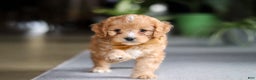 Cavapoo dogs for sale: Jasper - Ad 4