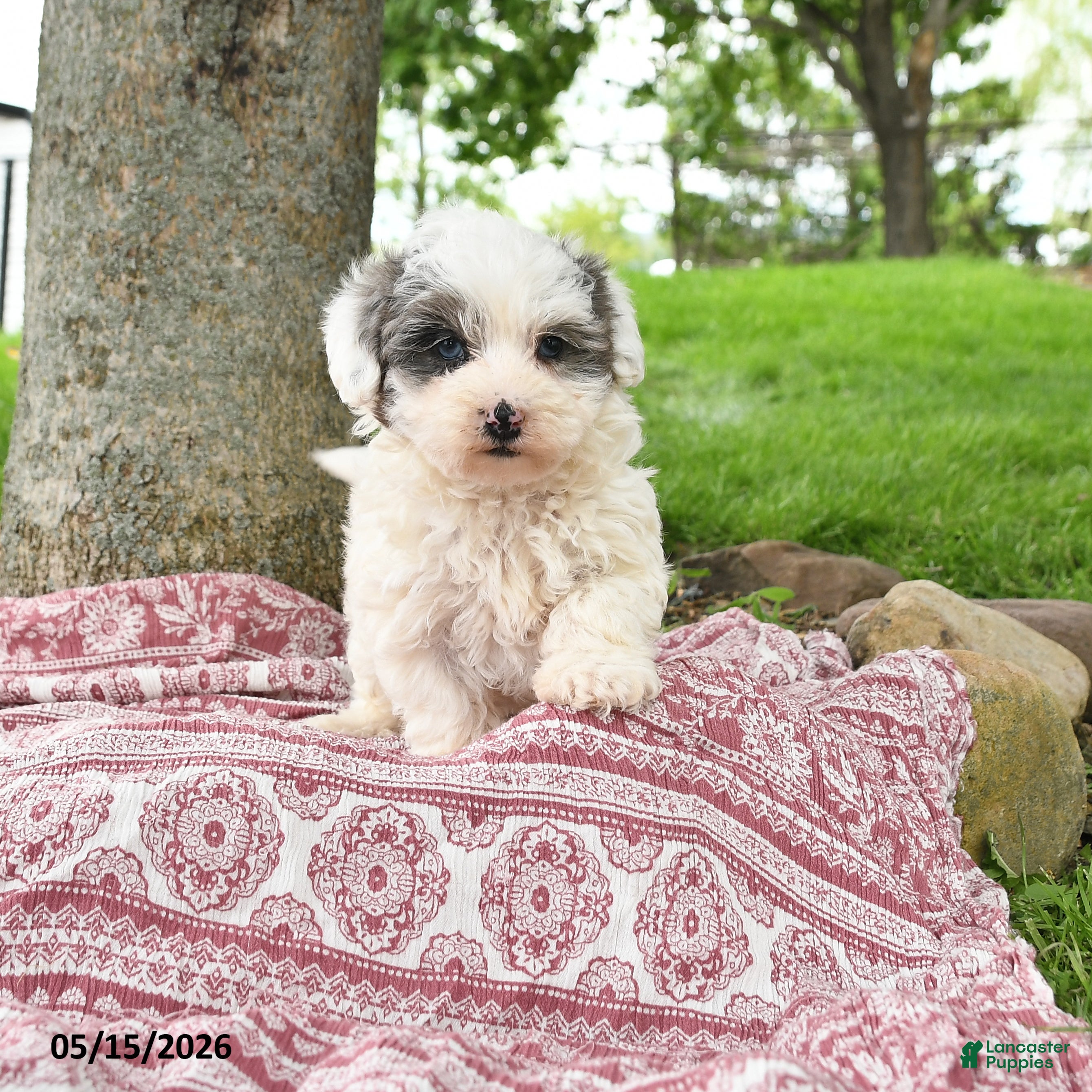 Maltipoo dogs Izzy - Ad 1
