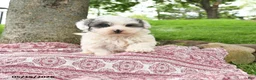 Maltipoo dogs for sale: Izzy - Ad 1