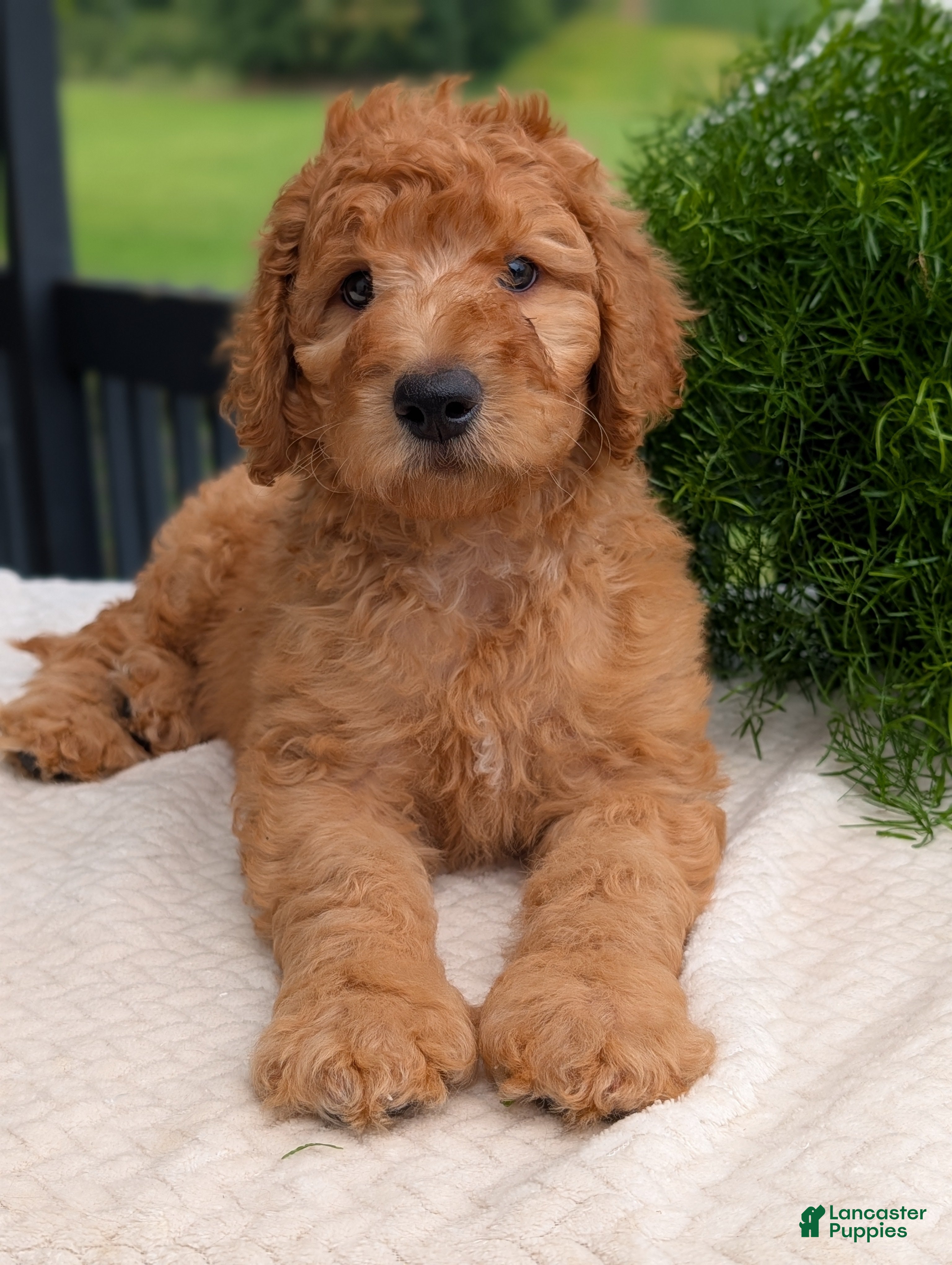 Goldendoodle dogs Archie  - Ad 2