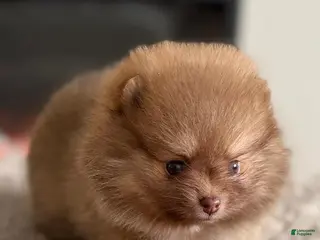 Pomeranian dogs Sally - Ad 19