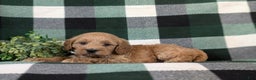 Cockapoo dogs for sale: Alonzo Hypoallergenic - Ad 4