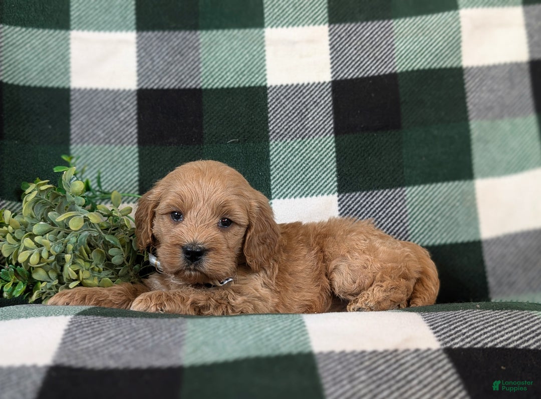 Cockapoo dogs for sale: Alonzo Hypoallergenic - Ad 4