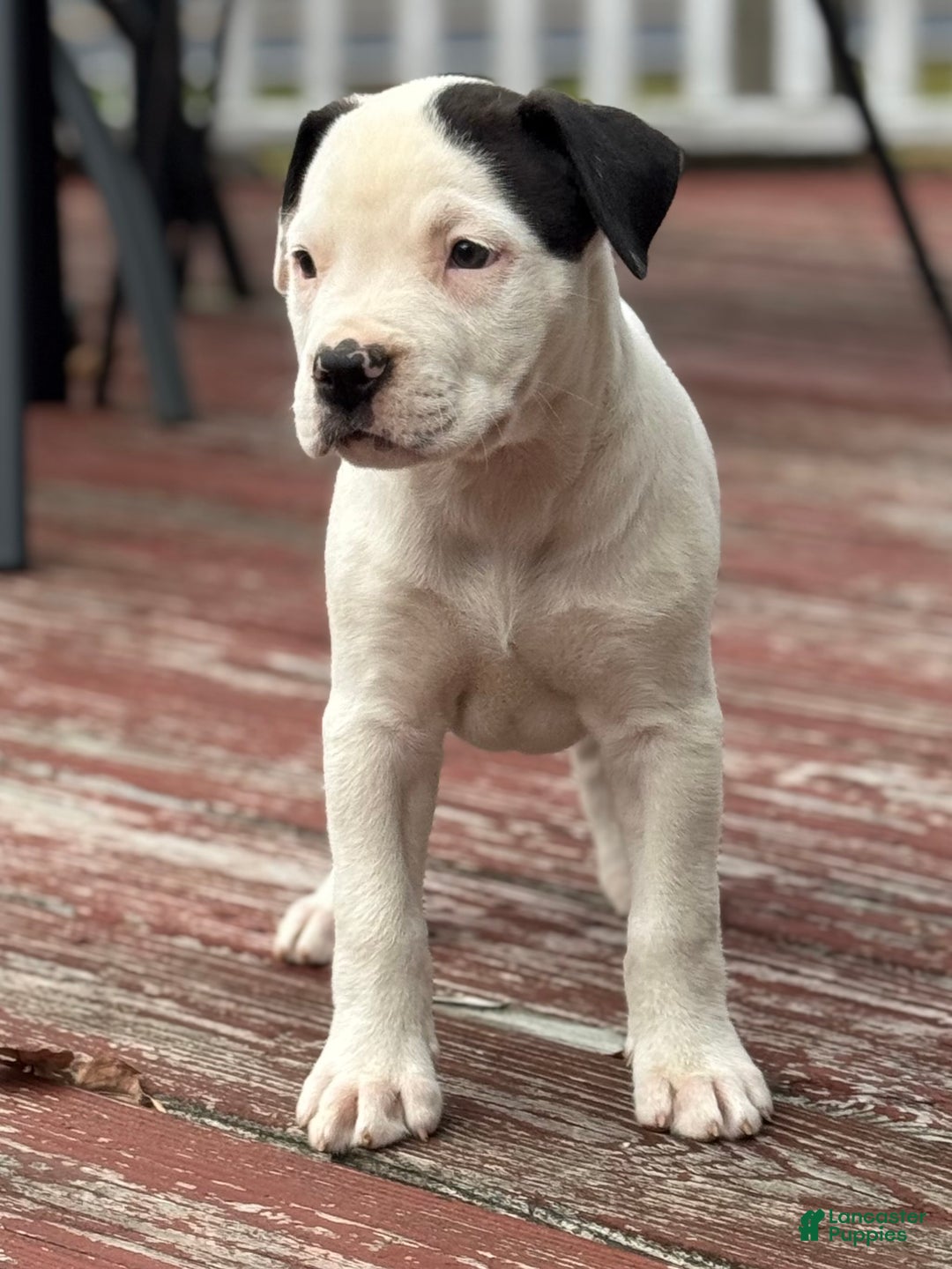 American Bulldog litter of puppies for sale in Pine Bush