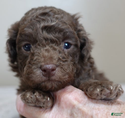 Toy Poodle dogs solid chocolate female poodle - Ad 31