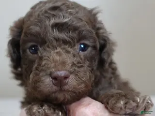 Toy Poodle dogs solid chocolate female poodle - Ad 31