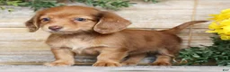 Miniature Dachshund dogs for sale: Erica - Ad 4