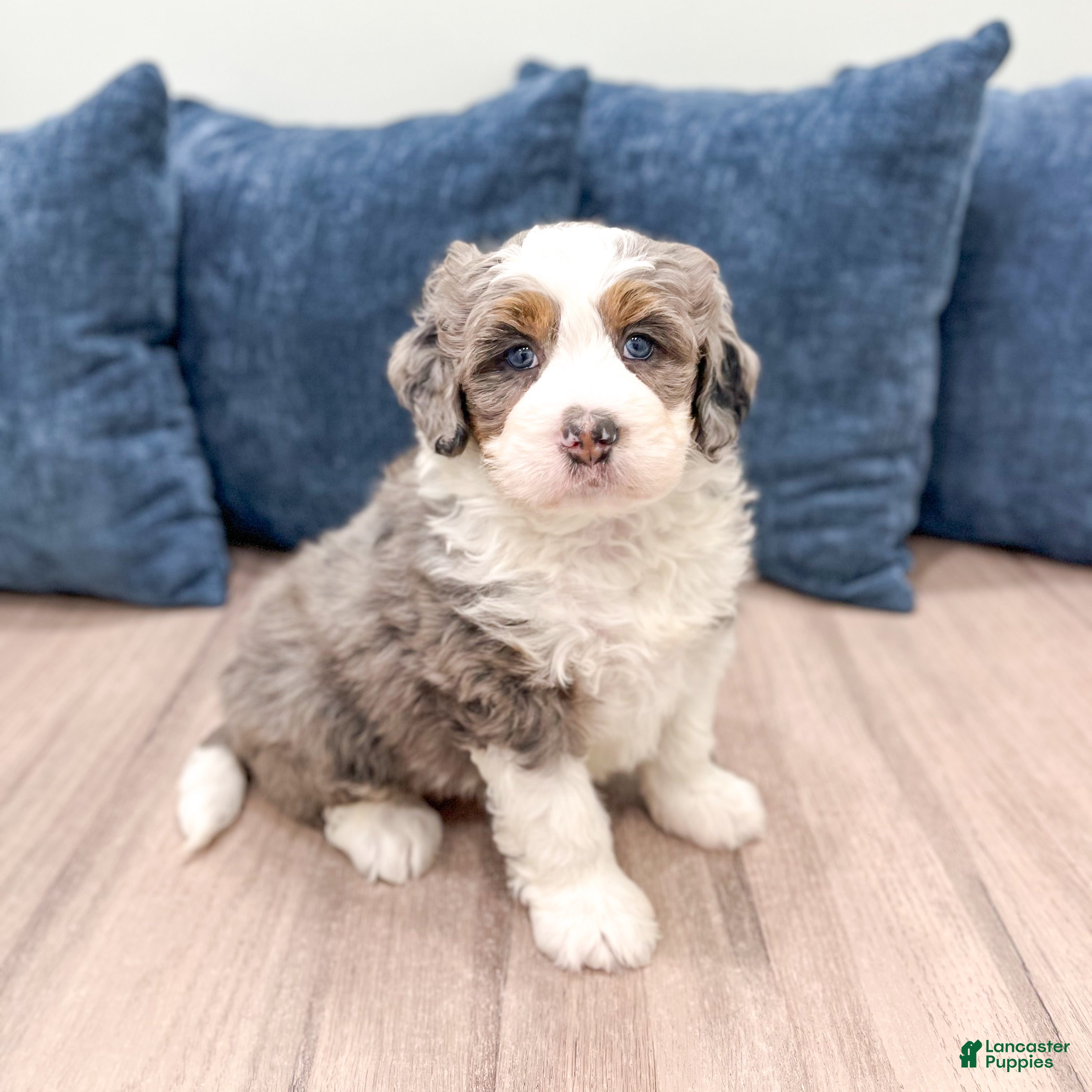 Mini Bernedoodle dogs Wally - Ad 1
