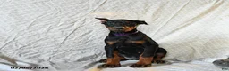 Doberman Pinscher dogs for sale: Reba - Ad 5