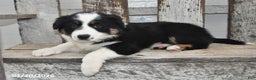 Border Collie dogs for sale: Blitz - Ad 4