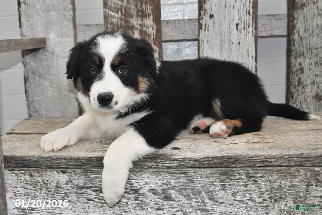 Border Collie dogs for sale: Blitz - Ad 4