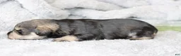 Miniature Schnauzer dogs for sale: Tonya - Ad 4