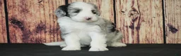 Sheepadoodle dogs for sale: Sheepadoodle Puppy 1 - Ad 3