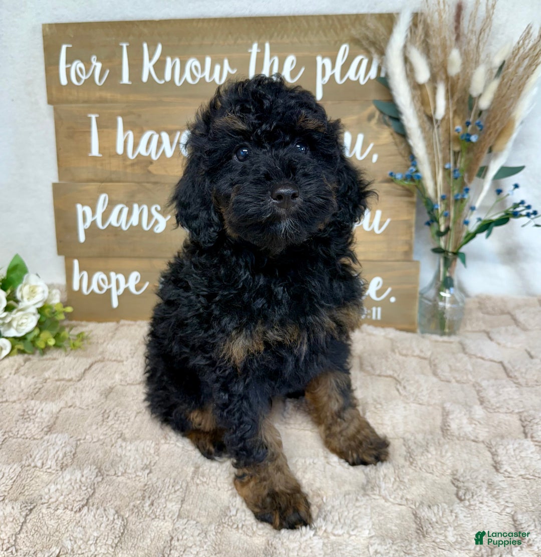 Toy Poodle dogs for sale: Buddy - Ad 3