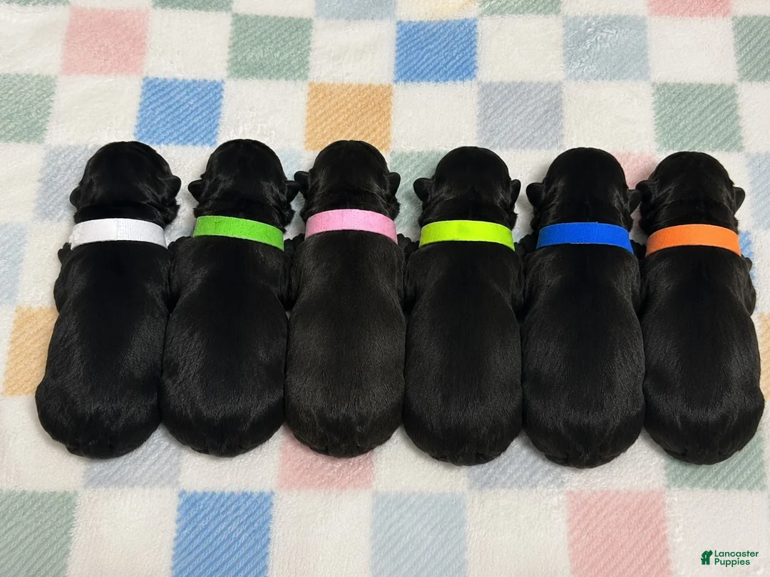 French Bulldog dogs for sale: French Bulldog 3 - Ad 3