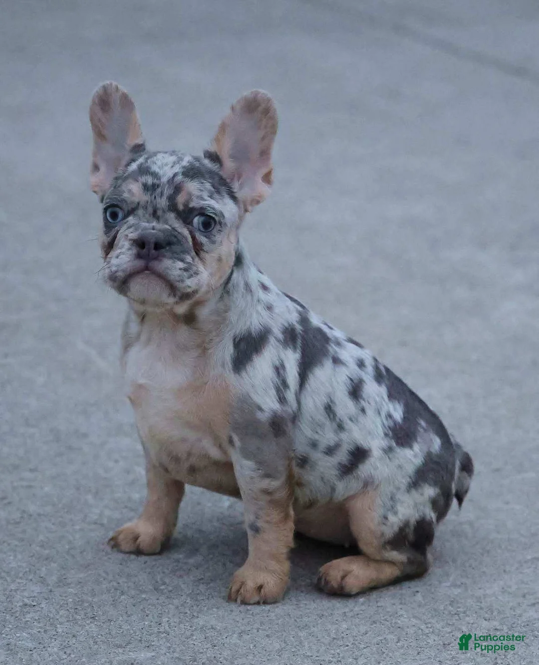 French Bulldog dogs for sale: Twilight - Ad 4