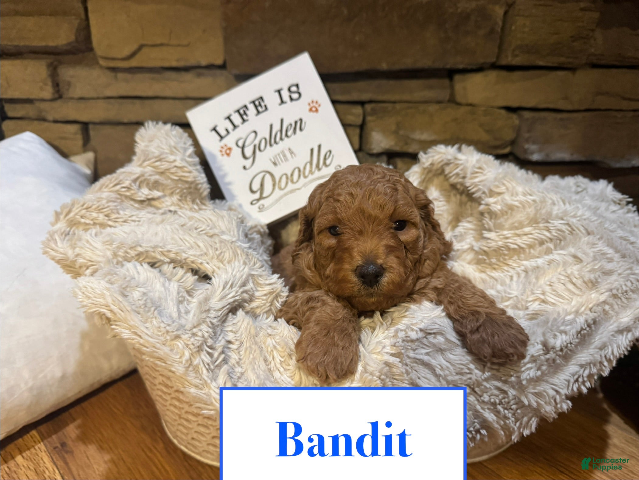 Mini Goldendoodle dogs Bandit - Ad 41