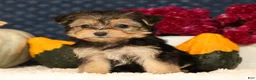 Yochon dogs for sale: Tessa - Ad 5