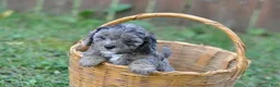 Cavapoo dogs for sale: Cavapoo 3 Twinkle - Ad 3