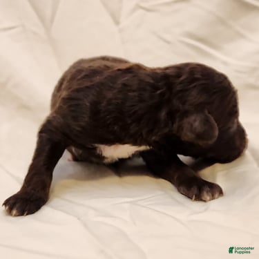 Mini Aussiedoodle dogs for sale: Pluto_Male Red Tuxedo - Ad 5