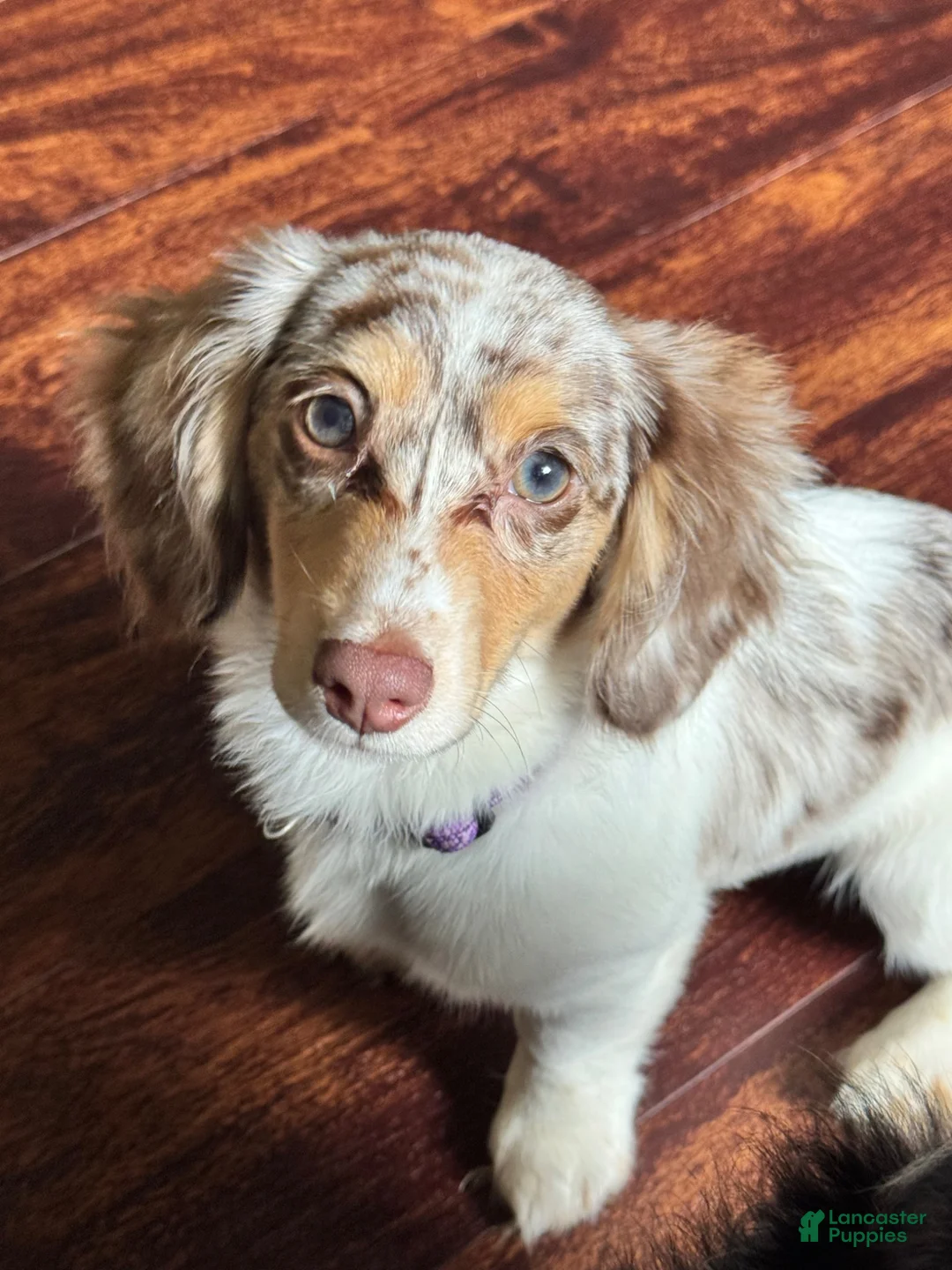 Miniature Dachshund dogs for sale: Miniature Dachshund 1 - Ad 5