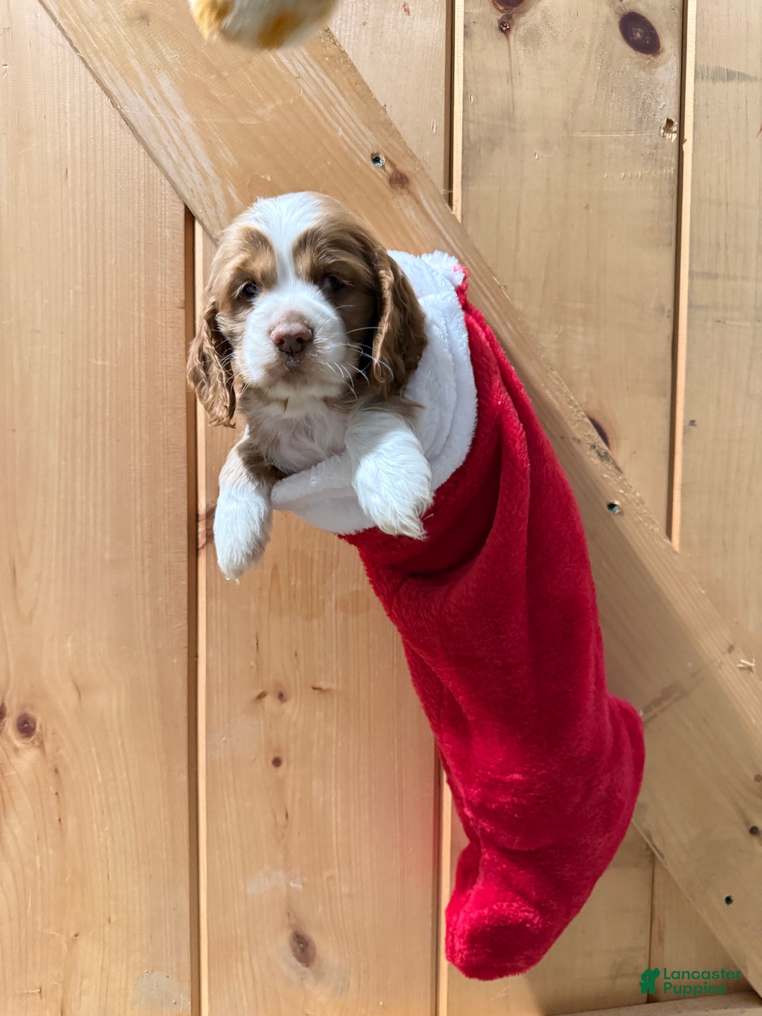 Cocker Spaniel dogs for sale: Dixie - Ad 1