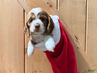 Cocker Spaniel dogs Dixie - Ad 25