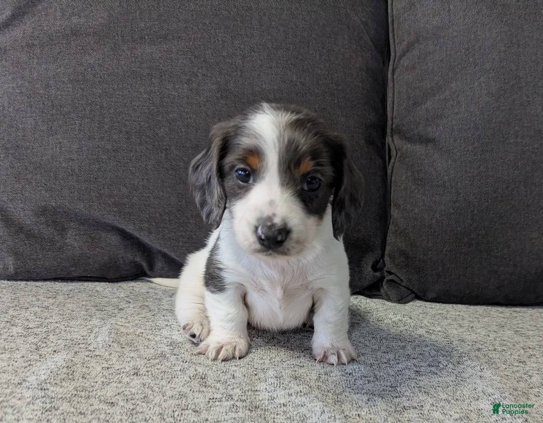 Miniature Dachshund dogs for sale: Comet - Ad 2