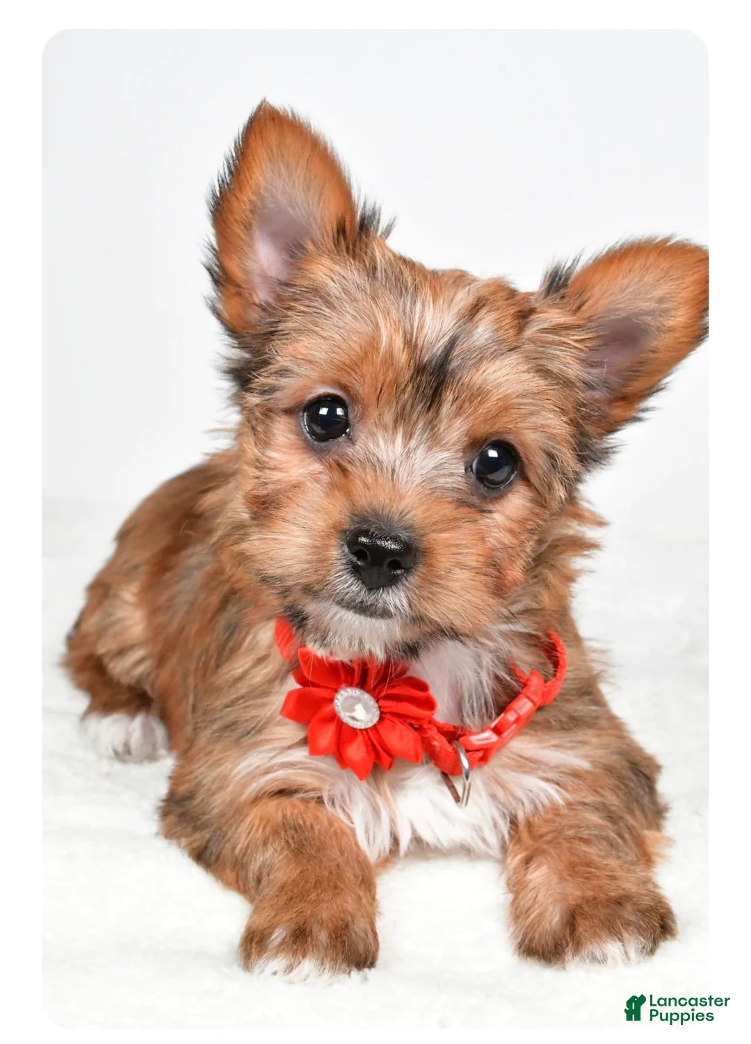 Yorkshire Terrier dogs for sale: Princess - Ad 2