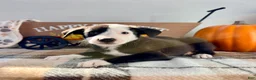 Border Collie dogs for sale: Honey - Ad 3