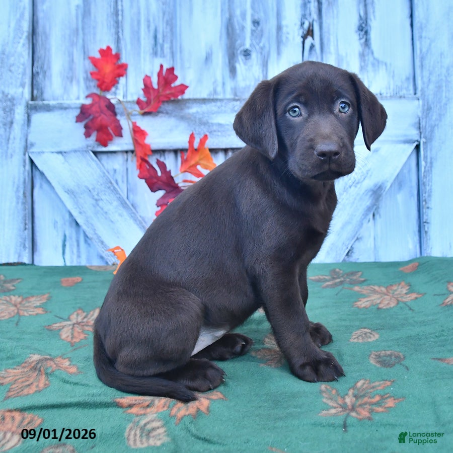 Labrador Retriever dogs Zoey - Ad 1