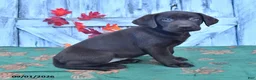 Labrador Retriever dogs for sale: Zoey - Ad 1