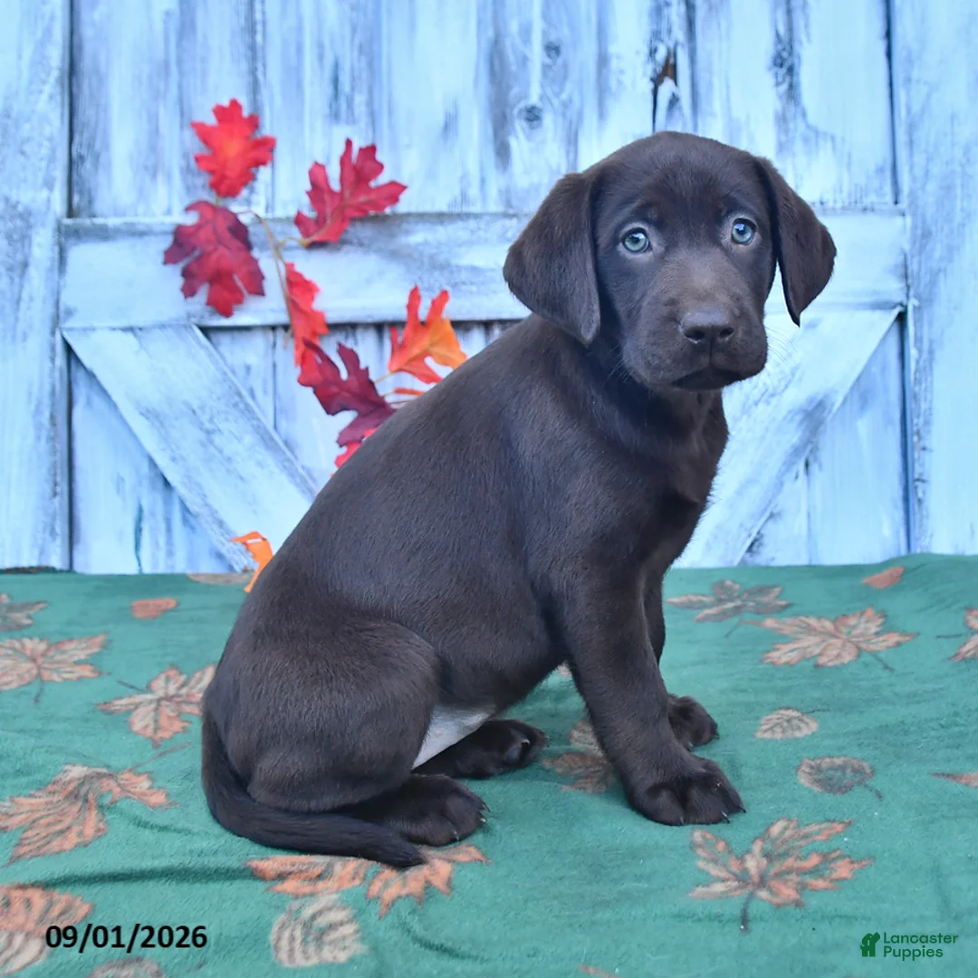 Labrador Retriever dogs for sale: Zoey - Ad 1