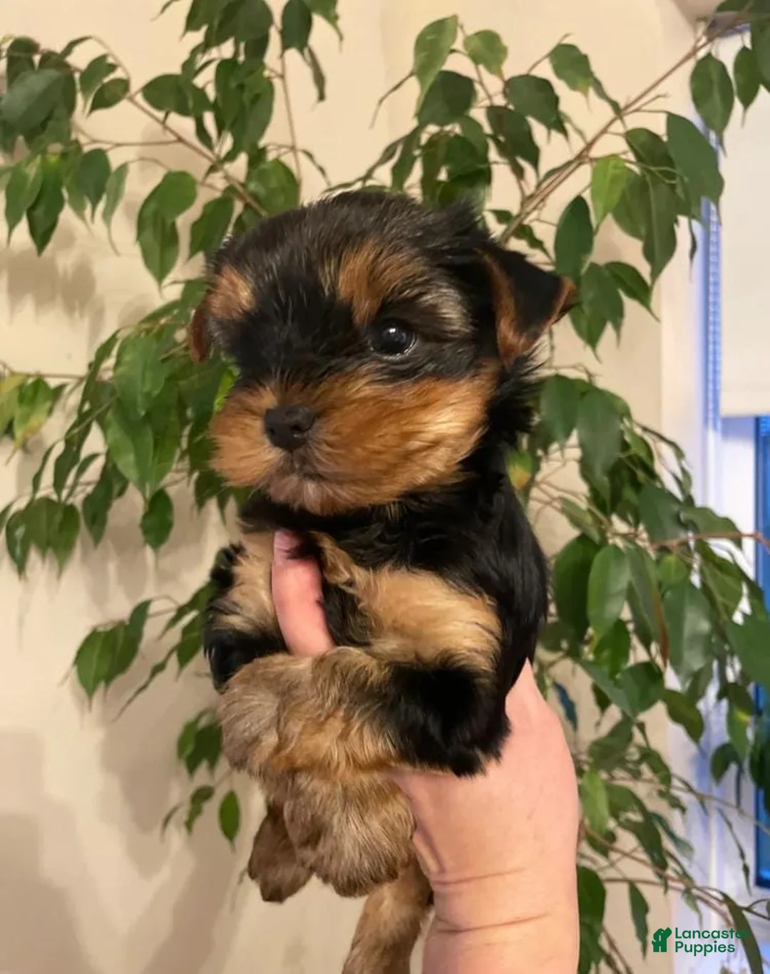 Yorkshire Terrier dogs for sale: Kevin - Ad 1