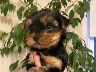 Yorkshire Terrier dogs Kevin - Ad 12