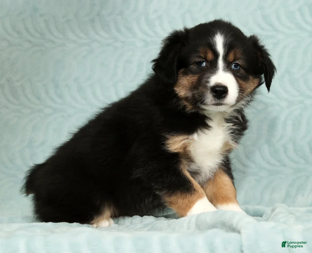Australian Shepherd dogs for sale: Bo - Ad 3